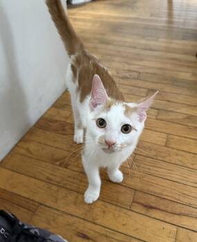 Brock (fka Broccoli) Reno -  Domestic Medium Hair Cat for Adoption in Philadelphia, Pennsylvania - Brock (fka Broccoli) Reno | PetCurious