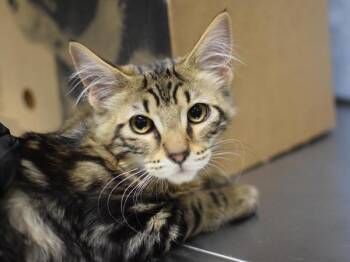 Hunky -  Domestic Medium Hair Cat for Adoption in Portland, Oregon - Hunky | PetCurious
