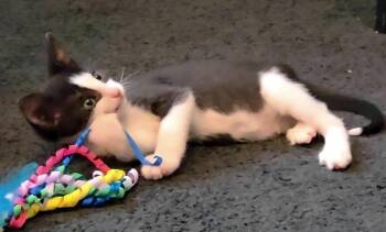 Mimosa -  Domestic Short Hair Cat for Adoption in Magnolia, Texas - Mimosa | PetCurious