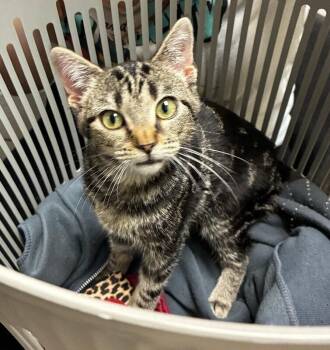 Hei Hei -  Domestic Short Hair Cat for Adoption in Cincinnati, Ohio - Hei Hei | PetCurious