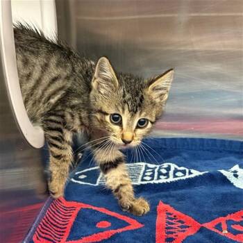 CHIPOTLE -  Domestic Short Hair Cat for Adoption in Conroe, Texas - CHIPOTLE | PetCurious