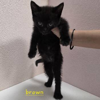 Toffee -  Domestic Short Hair Cat for Adoption in Jupiter, Florida - Toffee | PetCurious