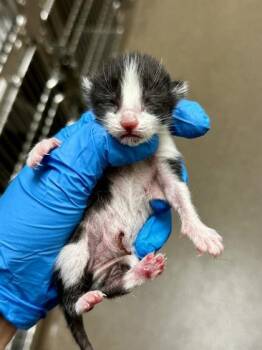 Diana -  Domestic Short Hair Cat for Adoption in Wichita, Kansas - Diana | PetCurious