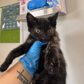 Domestic Short Hair Cats Available for Adoption in Columbiana, Alabama - McKinley | PetCurious
