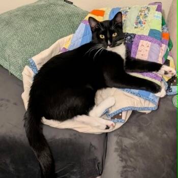 Griflet -  Domestic Short Hair Cat for Adoption in Houston, Texas - Griflet | PetCurious