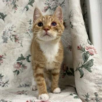 Rescue Domestic Short Hair Cats for Adoption in Lyndhurst, Virginia - Oscar | PetCurious