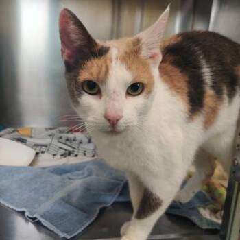 Domestic Short Hair Cats Available for Adoption - Dill | PetCurious