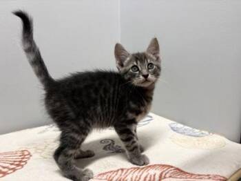 Rue -  Domestic Short Hair Cat for Adoption in West Chester, Pennsylvania - Rue | PetCurious