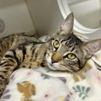 Dollar -  Domestic Short Hair Cat for Adoption in Reisterstown, Maryland - Dollar | PetCurious
