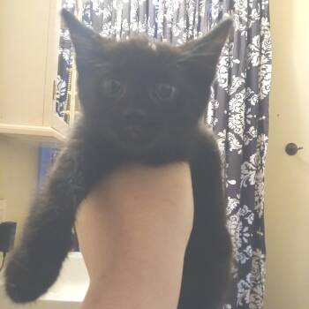 Clawzzy Pawsbourne -  Domestic Short Hair Cat for Adoption in Winchester, Virginia - Clawzzy Pawsbourne | PetCurious