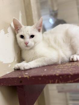 Rescue Domestic Short Hair Cats for Adoption in Logan, Ohio - Buffy | PetCurious