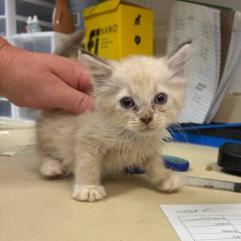 Sprout -  Domestic Medium Hair Cat for Adoption in Ardmore, Oklahoma - Sprout | PetCurious