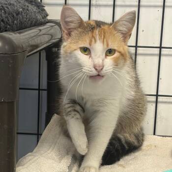 Domestic Short Hair Cats Available for Adoption in Carroll, Iowa - Pebbles | PetCurious