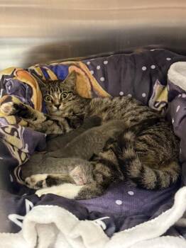 Carlota -  Domestic Short Hair Cat for Adoption in Sorrento, Louisiana - Carlota | PetCurious