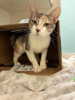 Juicy -  Domestic Short Hair Cat for Adoption in Vero Beach, Florida - Juicy | PetCurious