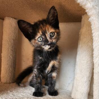 Sparkles -  Tortoiseshell Cat for Adoption in Allen, Texas - Sparkles | PetCurious