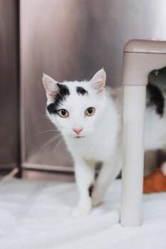 94297A Sullivan -  Domestic Short Hair Cat for Adoption in North Charleston, South Carolina - 94297A Sullivan | PetCurious