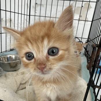 Popcorn -  Domestic Medium Hair Cat for Adoption in San Juan, San Juan - Popcorn | PetCurious