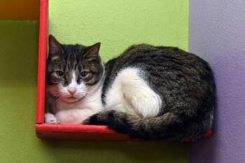 Tiger -  Domestic Short Hair Cat for Adoption in Baton Rouge, Louisiana - Tiger | PetCurious
