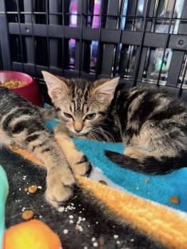Tabby and Domestic Short Hair Cats Available for Adoption - Abu | PetCurious