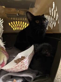 Pearl -  Domestic Medium Hair Cat for Adoption in Fruit Heights, Utah - Pearl | PetCurious