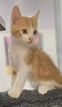 PAULIE* -  Domestic Short Hair Cat for Adoption in Santa Cruz, California - PAULIE* | PetCurious
