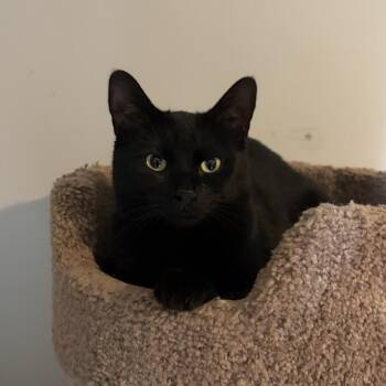 Silas -  Domestic Short Hair and Mixed Breed Cat for Adoption in Louisville, Kentucky - Silas | PetCurious