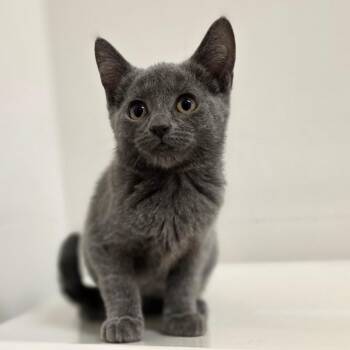 Destiny -  Domestic Short Hair Cat for Adoption in Phoenix, Arizona - Destiny | PetCurious