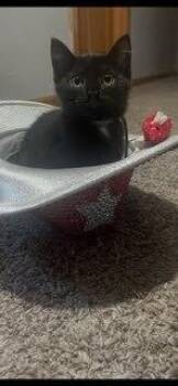 Sriracha G. -  Domestic Short Hair Cat for Adoption in West Peoria, Illinois - Sriracha G. | PetCurious