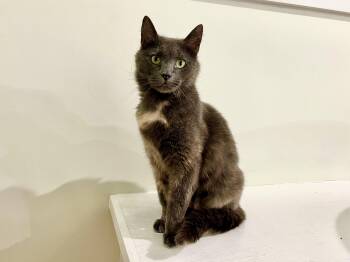 Lucy -  Domestic Short Hair Cat Available for Adoption in North Haven, Connecticut - Lucy | PetCurious