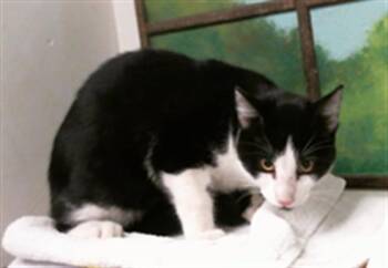 KEN -  Domestic Short Hair Cat for Adoption in Houston, Texas - KEN | PetCurious