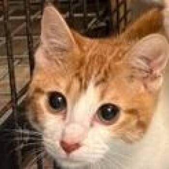 Dafney Gillfin -  Domestic Short Hair Cat for Adoption in Lake Jackson, Texas - Dafney Gillfin | PetCurious