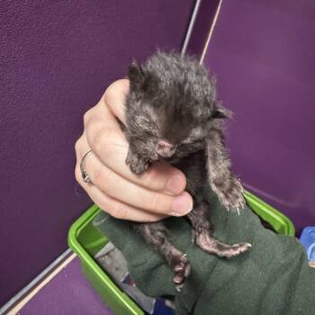Zucchini -  Domestic Short Hair Cat for Adoption in Clavet, Saskatchewan - Zucchini | PetCurious