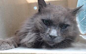 Domestic Long Hair Cats Available for Adoption in Los Angeles, California - Daisy | PetCurious