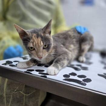 Sharp Cheddar -  Domestic Short Hair Cat Available for Adoption in Incline Village, Nevada - Sharp Cheddar | PetCurious