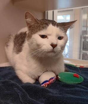 Appa -  Domestic Short Hair Cat for Adoption in Salinas, California - Appa | PetCurious