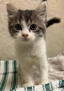 Domestic Medium Hair and Domestic Short Hair Cats Available for Adoption in Honolulu, Hawaii - Sabrina | PetCurious