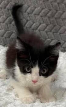 Gibby -  Domestic Short Hair Cat for Adoption in Lampasas, Texas - Gibby | PetCurious