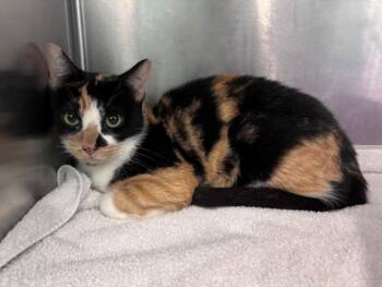 A2082457 -  Domestic Short Hair Cat for Adoption in Houston, Texas - A2082457 | PetCurious