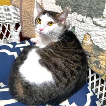 AMAZING AMY - SPECTACULAR TURKISH VAN GIRL -  Bengal and Turkish Van Cat for Adoption in Oakwood, Georgia - AMAZING AMY - SPECTACULAR TURKISH VAN GIRL | PetCurious