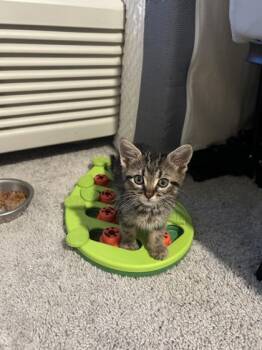 McIntosh -  Domestic Short Hair Cat for Adoption in Lafayette, Indiana - McIntosh | PetCurious