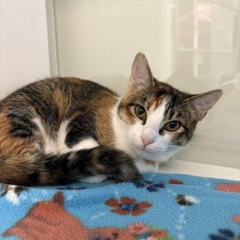 Grace -  Domestic Short Hair Cat Available for Adoption in Beaumont, Texas - Grace | PetCurious