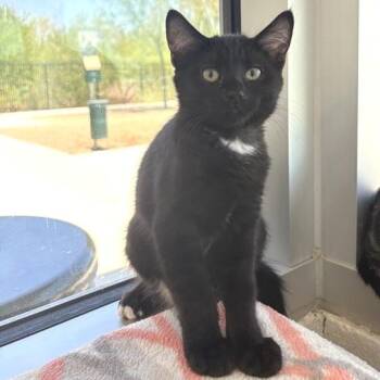 Marie Calendars -  Domestic Short Hair Cat for Adoption in Phoenix, Arizona - Marie Calendars | PetCurious