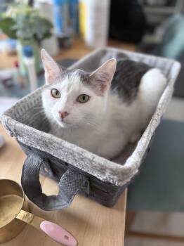 Toby -  Domestic Short Hair Cat for Adoption in Chicago, Illinois - Toby | PetCurious