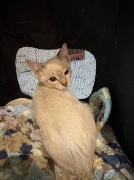 Rescue Siamese and Domestic Short Hair Cats for Adoption in New Braunfels, Texas - Coquito | PetCurious