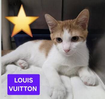 Louis Vuitton -  Domestic Short Hair Cat for Adoption in Wantagh, New York - Louis Vuitton | PetCurious