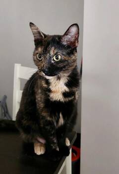 Rescue Tortoiseshell Cats for Adoption in Memphis, Tennessee - Freckles | PetCurious