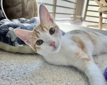 Lottie -  Domestic Short Hair Cat for Adoption in El Segundo, California - Lottie | PetCurious