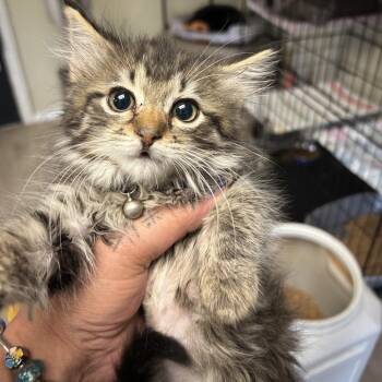 Yoko -  Domestic Long Hair Cat for Adoption in Pennsville Township, New Jersey - Yoko | PetCurious