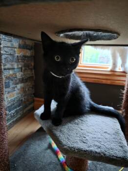 Raven 6 -  Domestic Short Hair Cat for Adoption in Arthur, Ontario - Raven 6 | PetCurious